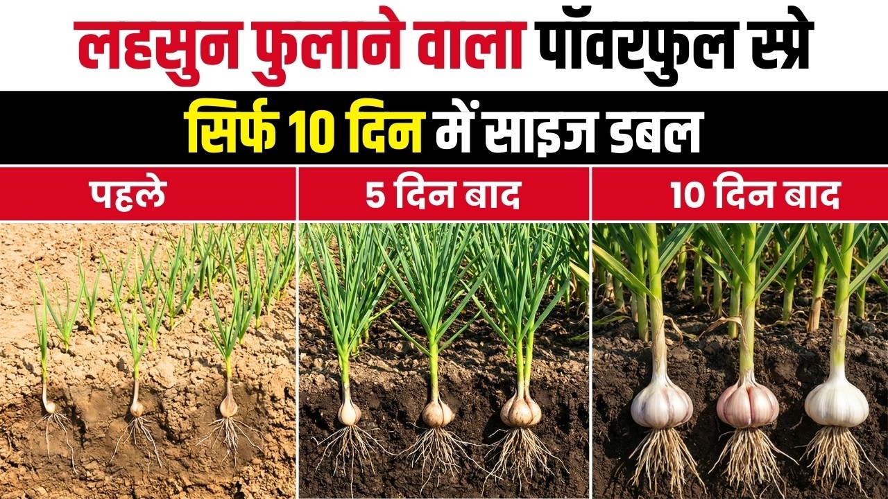 लहसुन फुलाने वाला पॉवरफुल स्प्रे | सिर्फ 10 दिन में साइज डबल | पहले–5 दिन–10 दिन रिजल्ट