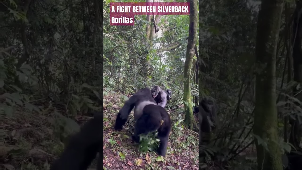 A FIGHT BETWEEN SILVERBACK GORILLAS