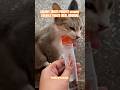 CREAMY TREATS PUREPET creamy LICKABLE TREATS(REAL CHICKEN) #catfood #shorts #cat #treats #lickables