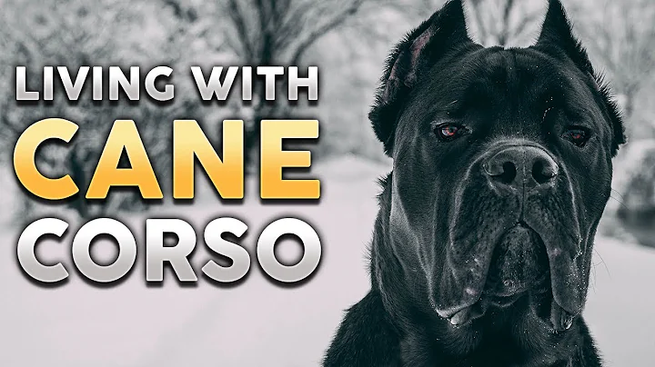 CANE CORSO! What It's Like To Live With A Cane Cor...