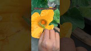 hand pollination in pumpkin#gardening #pollination #youtubeshorts