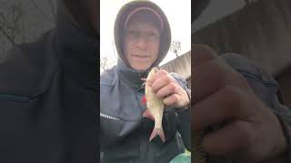 heute trotz starken Wind gab es Fisch 👌👍🙋🎣 #feedern #fishing #fishingtacklemax