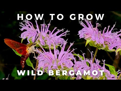 Video: Vernonia Ironweed Care In Gardens: Inligting oor die groei van Ironweed Plant