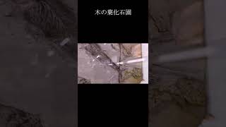 美しい保存状態に驚く!木の葉化石園の貴重な化石たちNature’s Memory Preserved in Stone|Leaf Fossil Garden Tour short#6