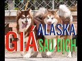 Đi chợ phiên hỏi Giá Chó Alaska và các giống Chó Mèo Cảnh khác sau đại dịch