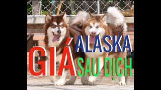 Đi chợ phiên hỏi Giá Chó Alaska và các giống Chó Mèo Cảnh khác sau đại dịch