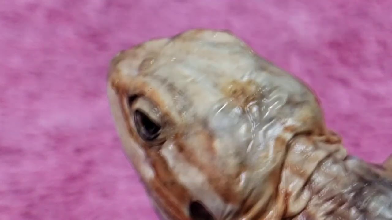 ОЧЕНЬ БОЛЬНОЙ ШЁЛКОСПИНЫЙ БОРОДАТЫЙ ДРАКОН (СИЛКИ) ХУДШИЙ БОРОДАТЫЙ ДРАКОН, ДЕНЬ 2 | ТАК МНОГО ЗА...