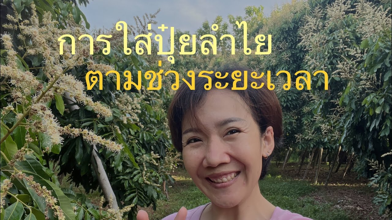 การใส่ปุ๋ยลำไย  ตามช่วงระยะเวลา