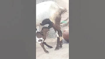 ج مل و ال م ع ز ة ي ر ت ش ف ح ليب أ م ه ب س ع اد ة Goat Whitegoat Shortvideos Animals 