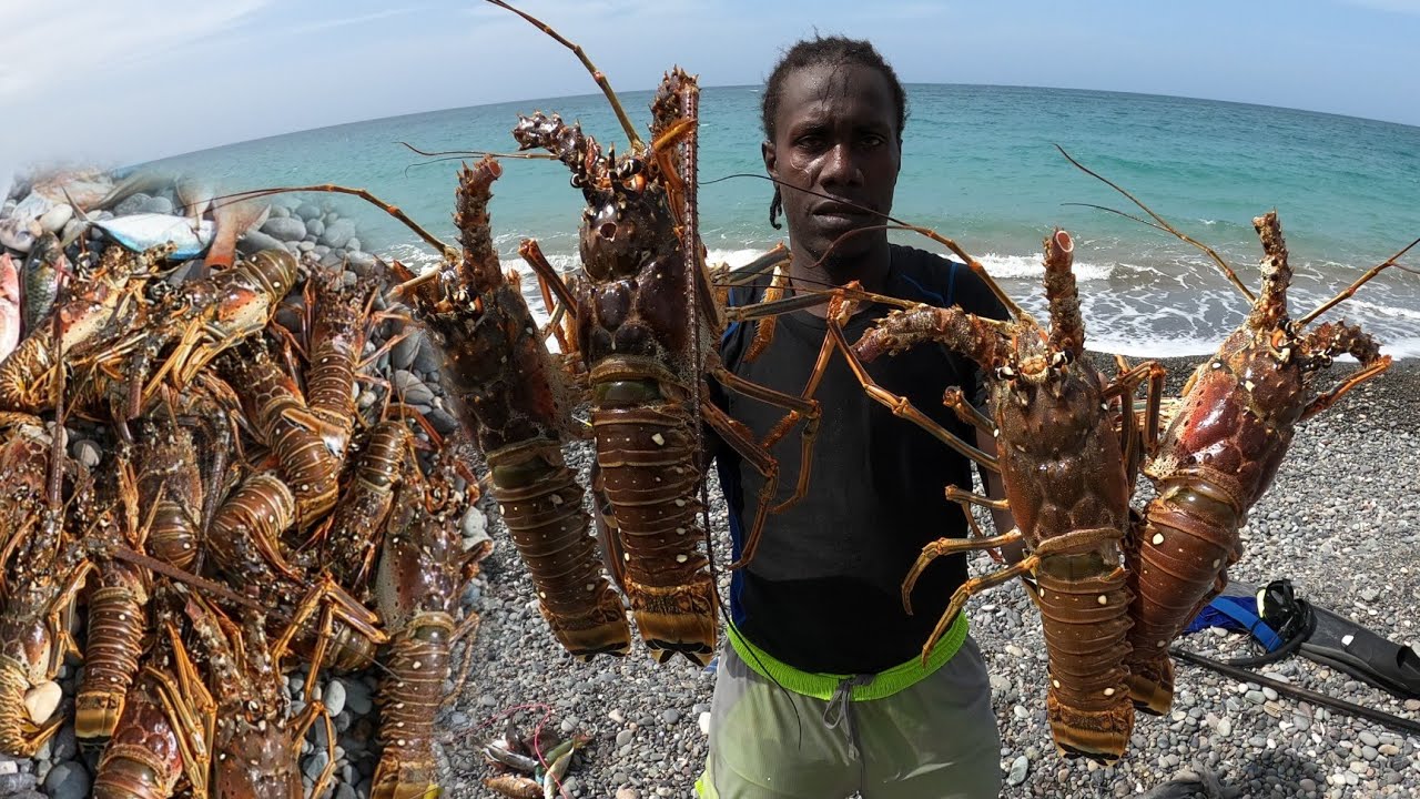 MY BIGGEST LOBSTER FIND FOR THE YEAR SPEARING GIANT BARRACUDA