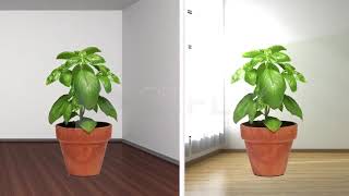 Practically's Concepts - Photosynthesis - #LearnPractically