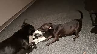 Patterdale Terriers Tug Of War Es 10 Wks Bsl Ginetta, Bsl Chimaera & Male Dog Bsl Estacado