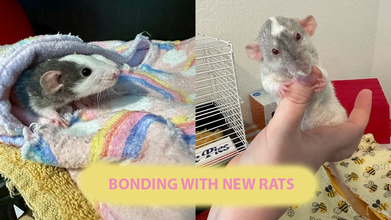 How I Bond With New Rats - YouTube