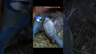 Why are they doing that ? #birds #nest #wildlife #bluetit #shorts #birdbox #nestbox #nestboxcam
