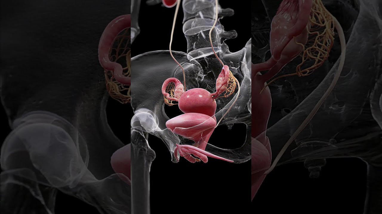 Understanding The Uterus Bladder And Ovaries Anatomy Meded 3danimation
