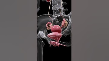 Understanding the Uterus, Bladder, and Ovaries  #anatomy #meded #3danimation