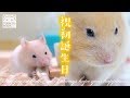 祝１歳 くりこの誕生日。【ゴールデンハムスター】/Hamster CURICO, Happy 1st Birthday.