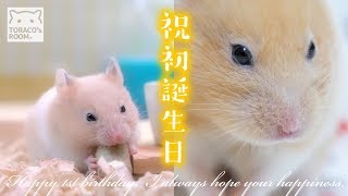 祝１歳 くりこの誕生日。【ゴールデンハムスター】/Hamster CURICO, Happy 1st Birthday.
