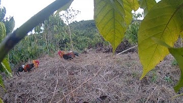 Bẫy gà rừng mới nhất 21/1/2023.bán gà mồi.bán gà rừng rặc