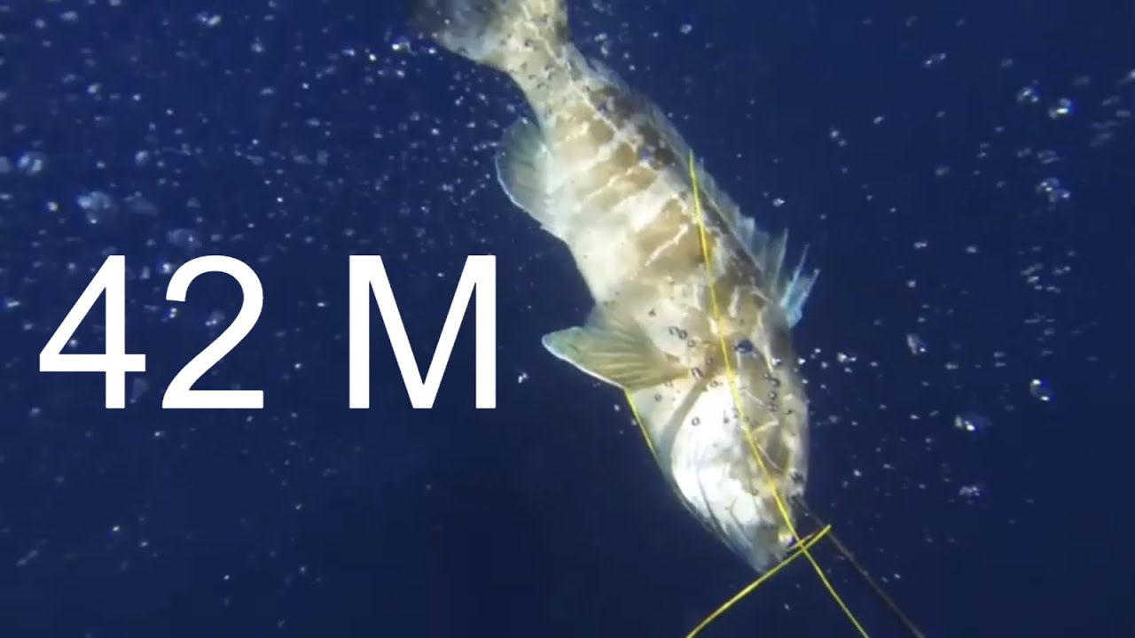 Подводная охота, Белый окунь 42 м, Дентекс 7 кг 44 м