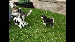 Pomsky Puppies For Sale