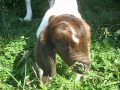 Two Day Old Buckling Browsing at On the Pond Farm! MVI_9417.AVI