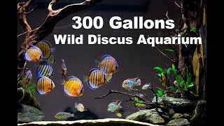 Intro: 300 Gallons Wild Discus tank  The Grotto (Cinematic)