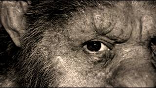 The Most UNSETTLING Bigfoot Footage Caught On Camera...What Happened Next Was TERRIFYING!