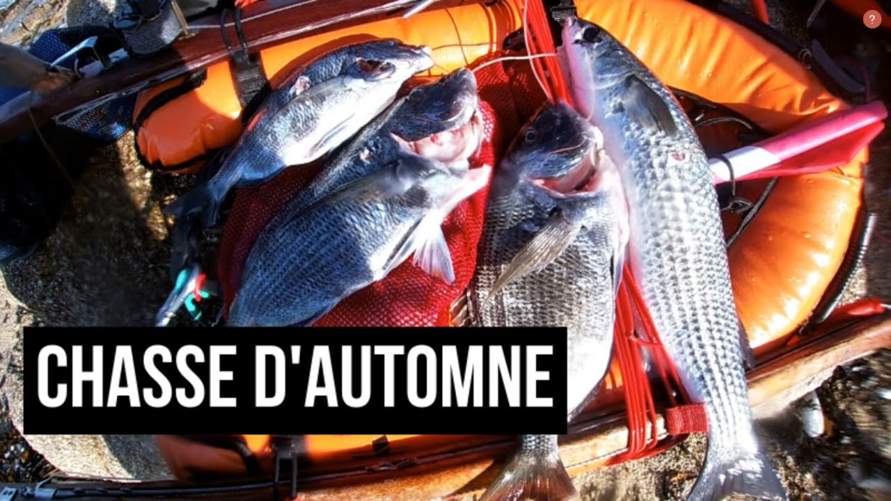 Chasse sous marine d'automne au sar ( Bretagne - Finistère) 