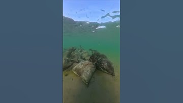 Thumbnail of #Анапа Мазут в #Джемете под водой