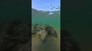 #Анапа Мазут в #Джемете под водой