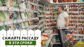 Когда сажать помидоры и перец на рассаду? Самые правильные сроки посева овощей на рассаду