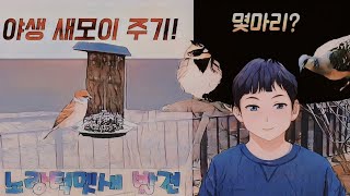 (노랑턱멧새 발견)야생새 모이 주기! 다양한 새들이 모이네요![알피몽]