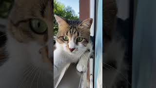 Kebahagiaan kecil setiap hari.Subscribe for pet joy.#AkiruPet