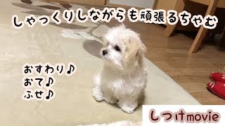 子犬しつけ動画 マルプーちゃむの可愛いおすわり おて ふせを公開 Youtube