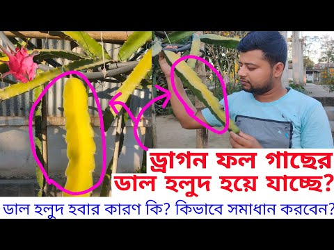 ভিডিও: ইয়ান ডেভিসের টুথ ডেমন্স। যখন কাজ শিল্প হয়ে যায়