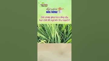 Giải pháp giúp lúa cứng cây hạn chế đổ ngã