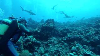 Sharks feeding dive - Vertigo - Yap, Micronesia