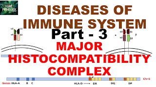 Major Histocompatibility complex  | Structure | HLA | Disease associations