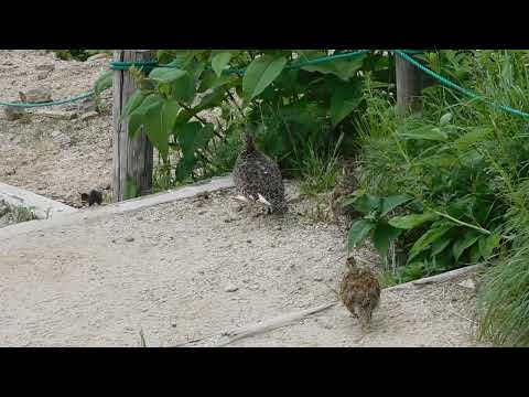 燕山荘テント場の雷鳥