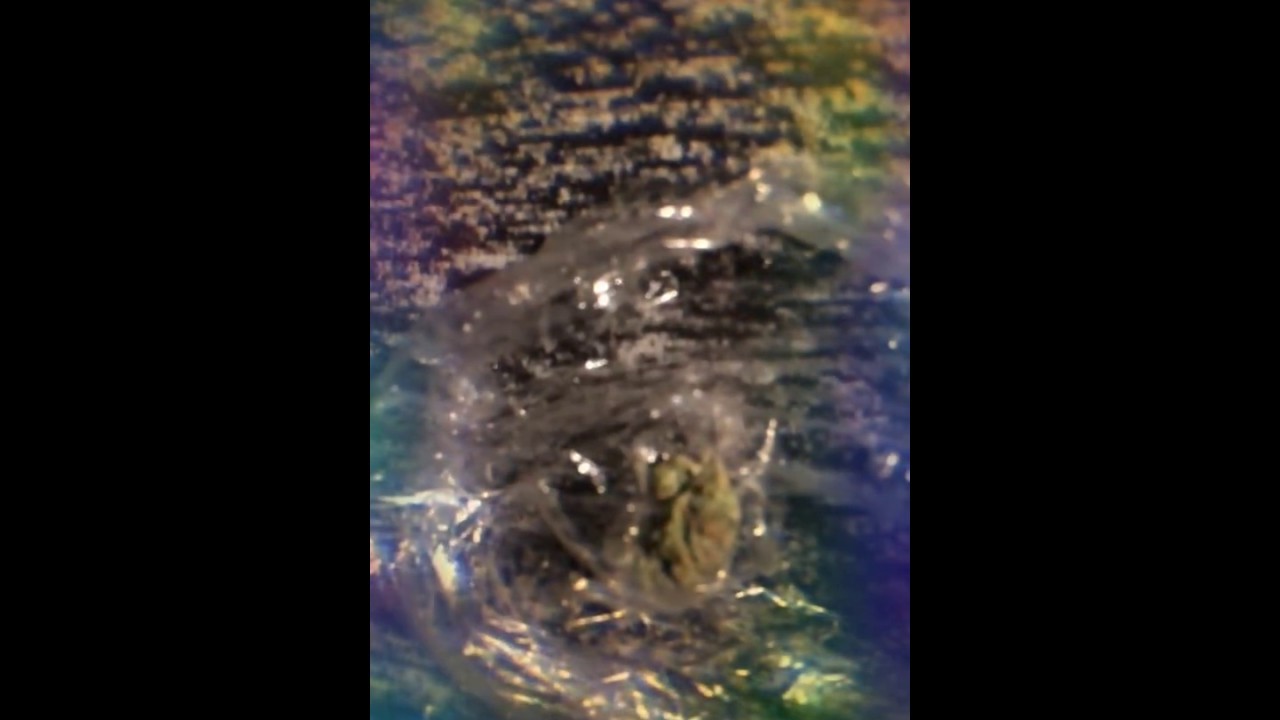 GOD DAM THATS ALOT OF WEED!