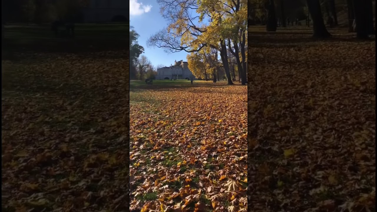 Czech Prague autumn air The beauty of trees and leaves 🍁