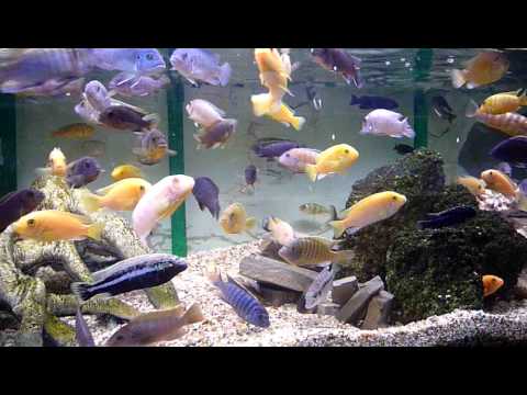malawi map Large Mixed Malawi Cichlids @ Sweet Knowle Aquatics