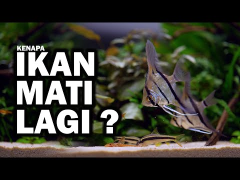 Video: Cara Membeli Ikan Akuarium Air Tawar