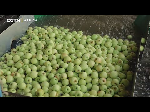 Youth in Motion – South African fruits aim to expand their offerings in the Global South