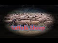 Suffolk Sheep The top Moment video 