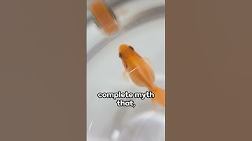 Busting the Goldfish Memory Myth