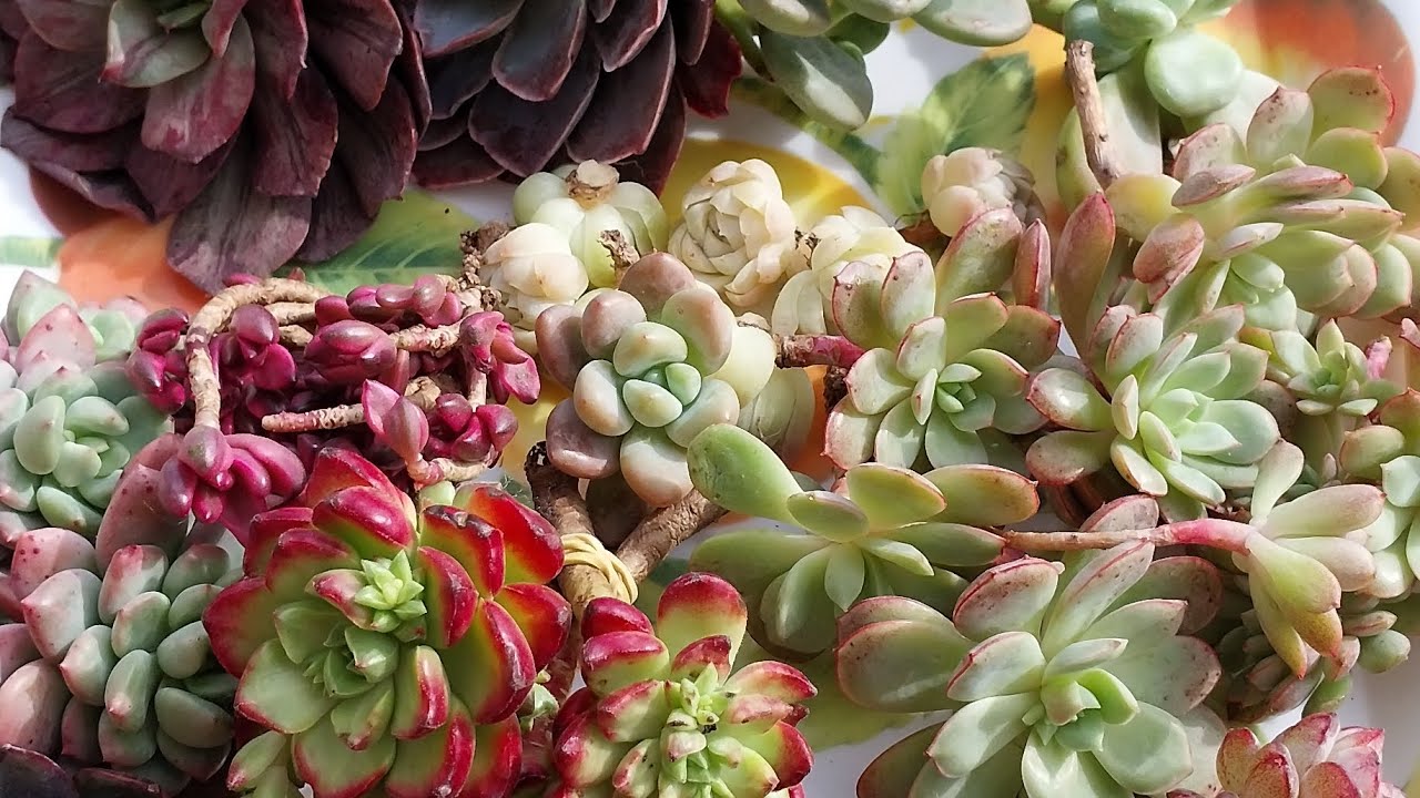 🌸Yeni turler yeni Heyecanlar 🌸