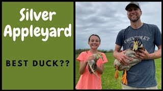 Silver Appleyard: The BEST Duck!