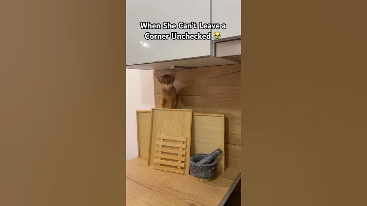 Video 11440141: abyssinian cat cute kitten, cat abyssinian funny cute, cat fun cute kitten, curious cat